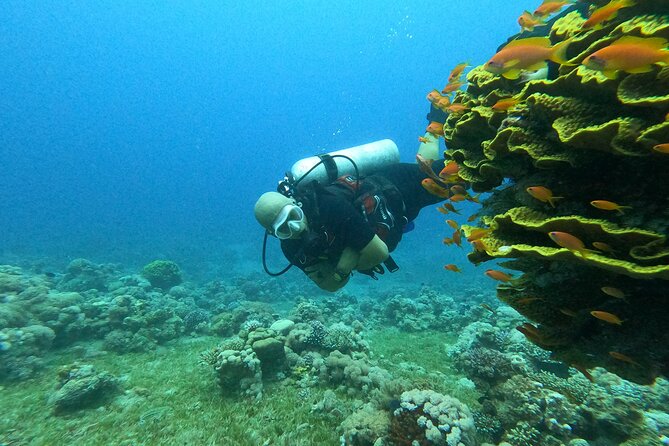 Private Scuba Diving Adventure in the Red Sea of Aqaba - A personal plan for certified scuba participants