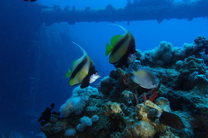 Private Scuba Diving Adventure in the Red Sea of Aqaba - What the $52.34 price really covers