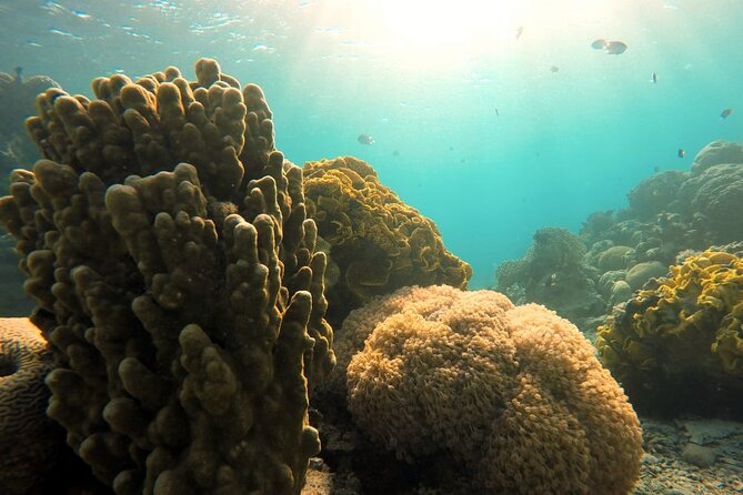 Private Scuba Diving Adventure in the Red Sea of Aqaba - Who will get the most from this experience