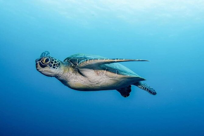 Private Scuba Diving in Tenerife – Certified Instructor & Photos - What the strong feedback gets right