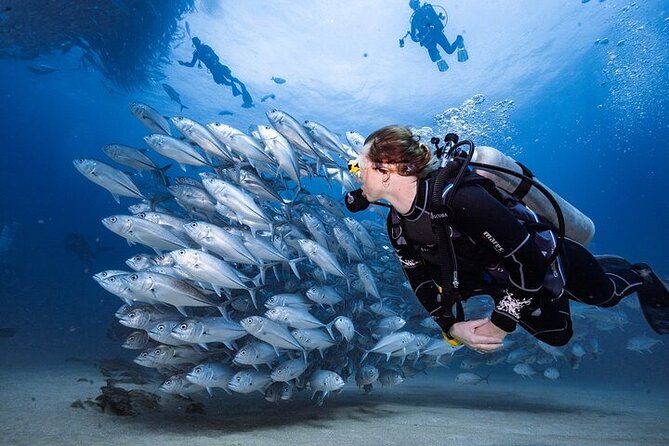 Professional Diver Two Stops Dives & Lunch, transfer–Hurghada - Setting out from Hurghada at 8:00 am