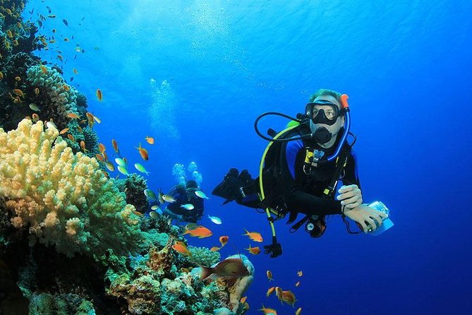 Professional Scuba Diving Full Day Trip With Transfer – Hurghada - Why this Red Sea outing works well