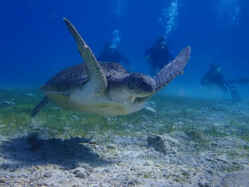 Protaras: Cape Grecko Single Dive for Qualified Divers - Choosing among Cape Greco’s underwater sites