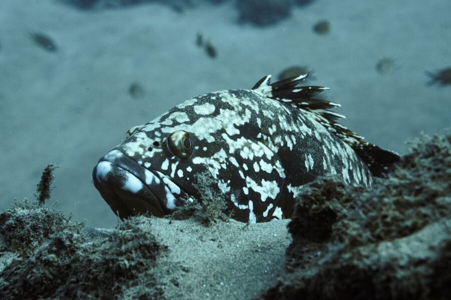 Puerto del Carmen: 2 Guided Scuba Dives (certified only) - Two underwater sessions, chosen for the day