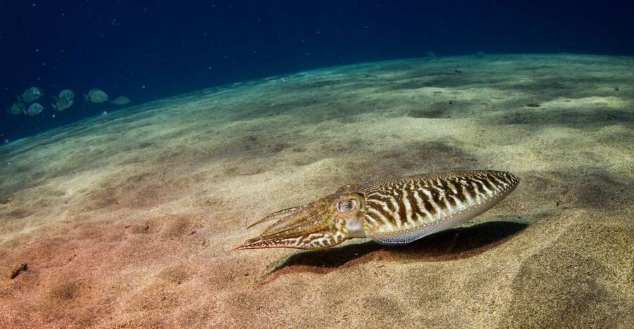 Puerto del Carmen: 2 Guided Scuba Dives (certified only) - Meeting at Atlantis Diving Lanzarote