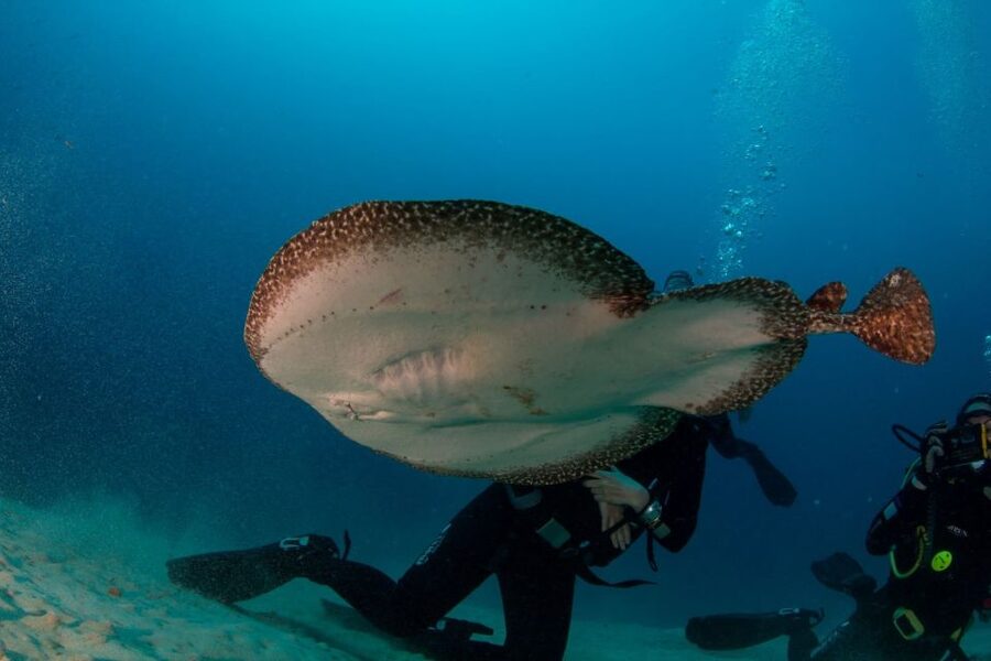 Puerto del Carmen: Guided Scuba Dive (certified only) - From Puerto del Carmen to Lanzarote’s underwater world