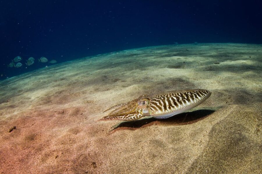 Puerto del Carmen: Guided Scuba Dive (certified only) - What the 2.5-hour schedule feels like