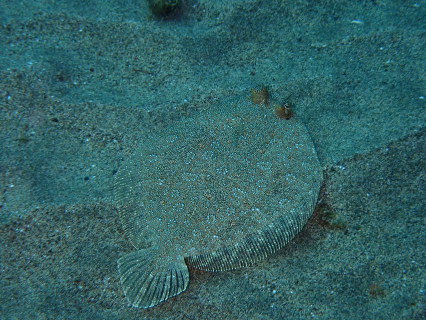 Puerto del Carmen: Snorkeling Trip with Dive Instructor - Who should book this Playa Chica experience?