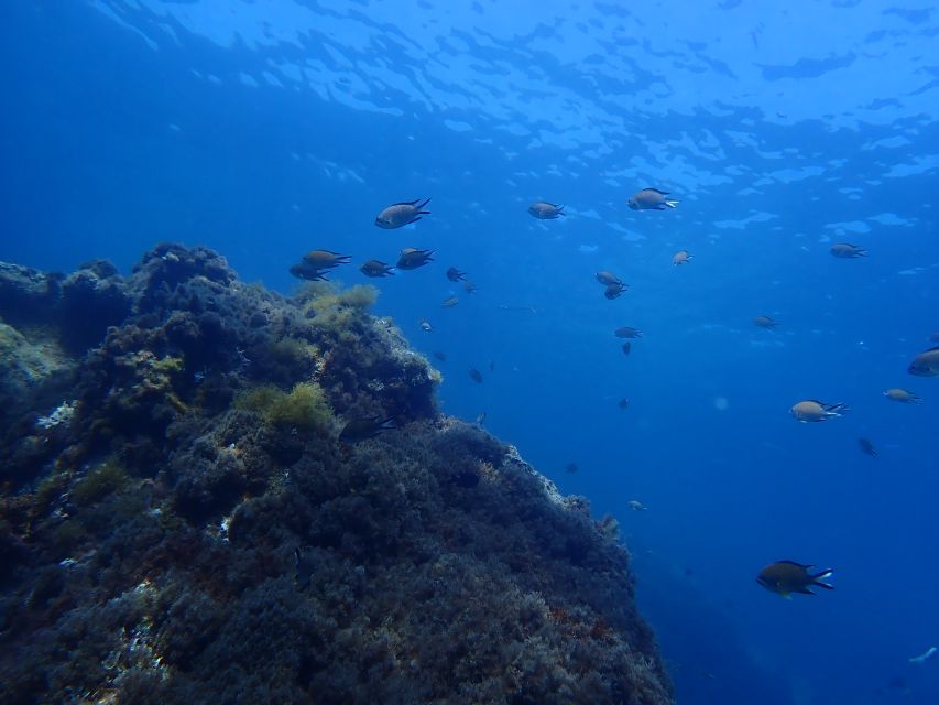 Puerto del Carmen: Snorkeling Trip with Dive Instructor - One hour of fish spotting near Playa Chica
