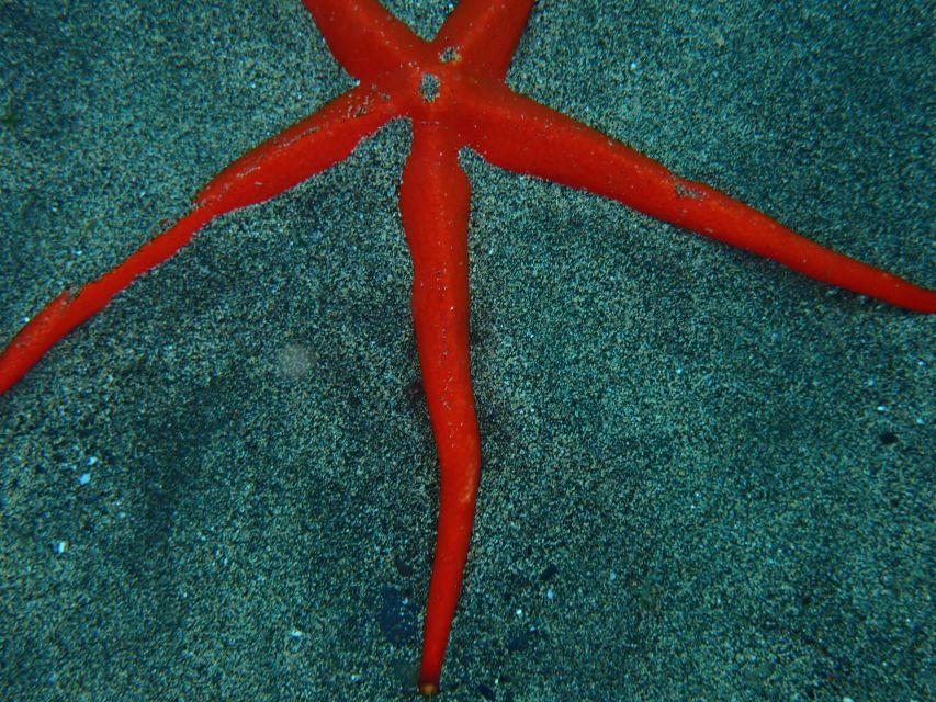 Puerto del Carmen: Snorkeling Trip with Dive Instructor - Cookies, sea views, and a short finish