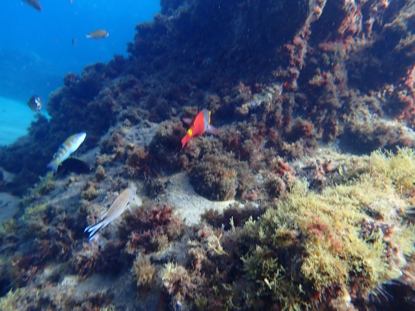 Puerto del Carmen: Snorkeling Trip with Dive Instructor - Is $65 a fair price?