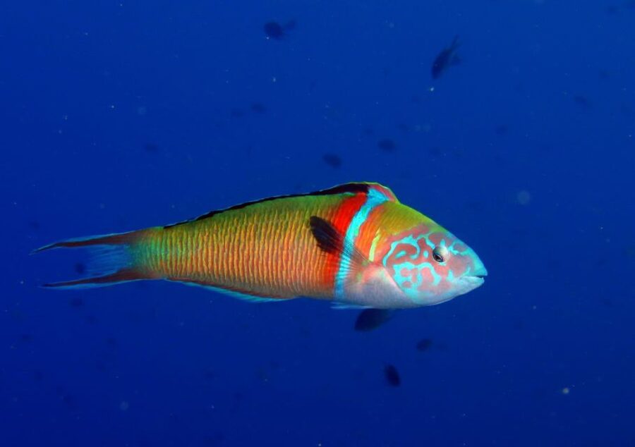 Puerto del Carmen: Try Scuba Diving for Beginners - Is $94 good value?