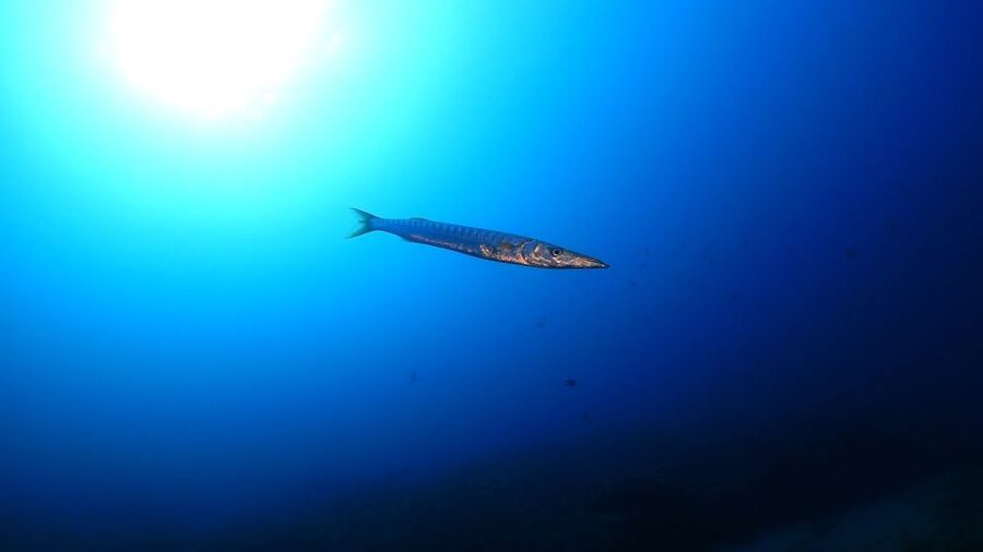 Puerto del Carmen: Try Scuba Diving from the beach - Who will enjoy this experience most