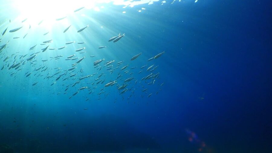 Puerto del Carmen: Try Scuba Diving from the beach - The 75-minute underwater session