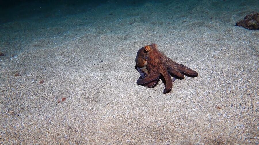 Puerto del Carmen: Try Scuba Diving from the beach - What you might see below Playa Chica