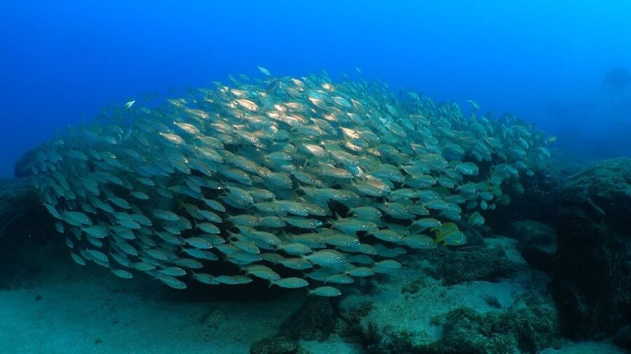 Puerto del Carmen: Try Scuba Diving from the beach - Why the small group matters