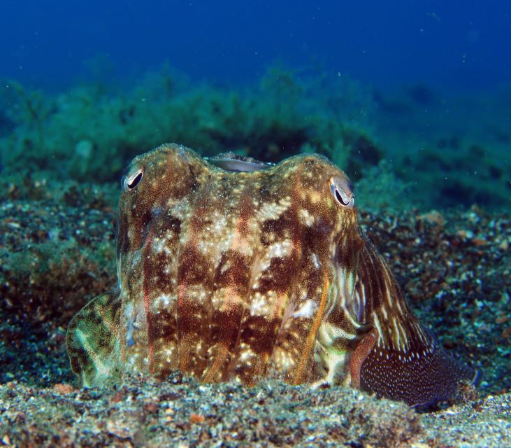 Puerto Del Carmen: Try Scuba Diving with 2 Dives and Photos - Should you book the Atlantis session?