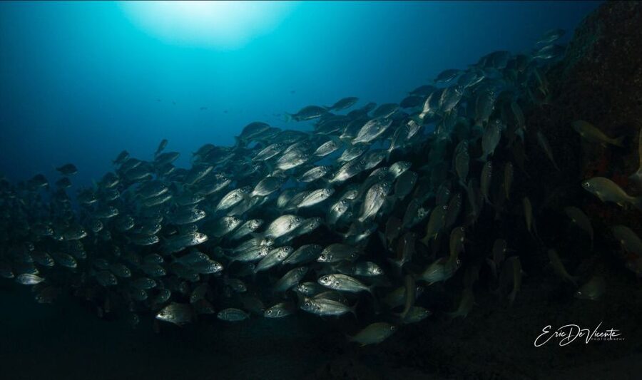 Puerto Del Carmen: Try Scuba Diving with 2 Dives and Photos - Why Playa Chica works well for a first underwater lesson