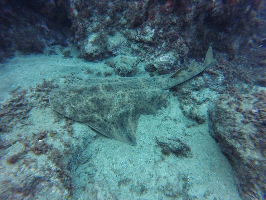 Puerto Del Carmen: Try Scuba Diving with 2 Dives and Photos - What the $153 price covers