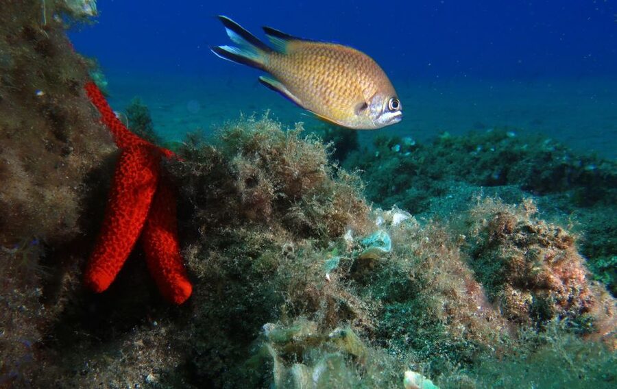 Puerto Del Carmen: Try Scuba Diving with 2 Dives and Photos - What the underwater setting may offer