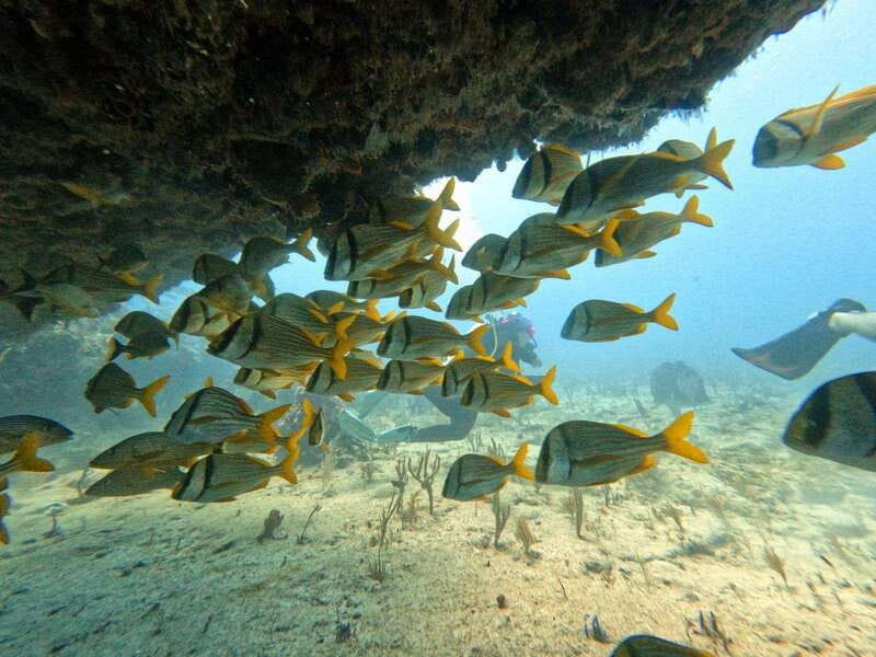 Puerto Morelos: Scuba Diving for Beginners - 2 Dives - Starting at Ojo de Agua Beach Club