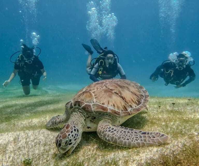 Puerto Morelos: Scuba Diving for Beginners - 2 Dives - Health, age, and flight rules