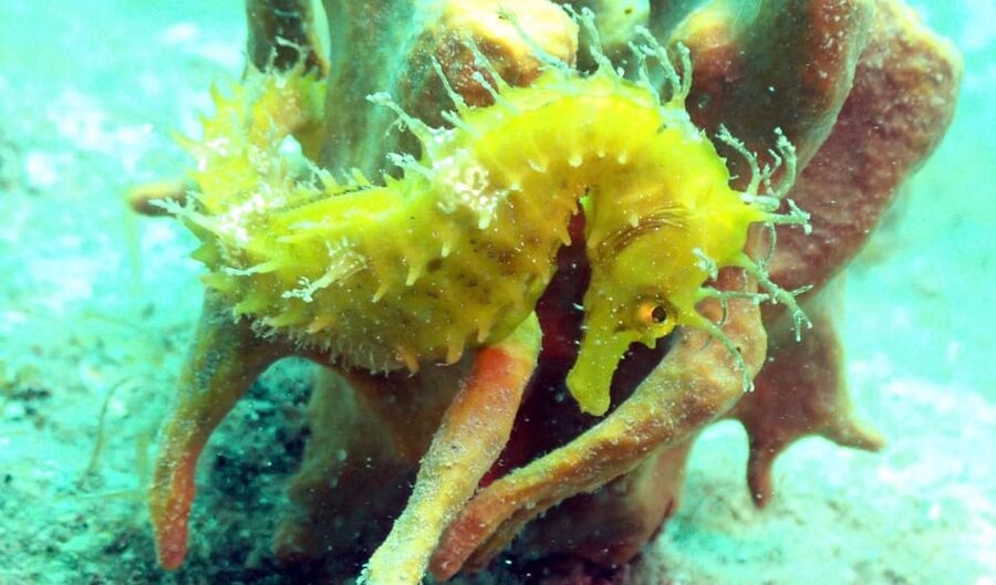 Pula: Introduction to Scuba Diving - How much time the $100 price buys you