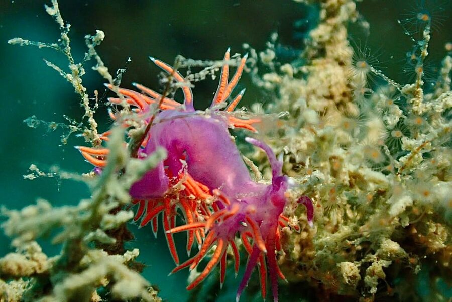 Pula: Introduction to Scuba Diving - Weather, health, and what to bring