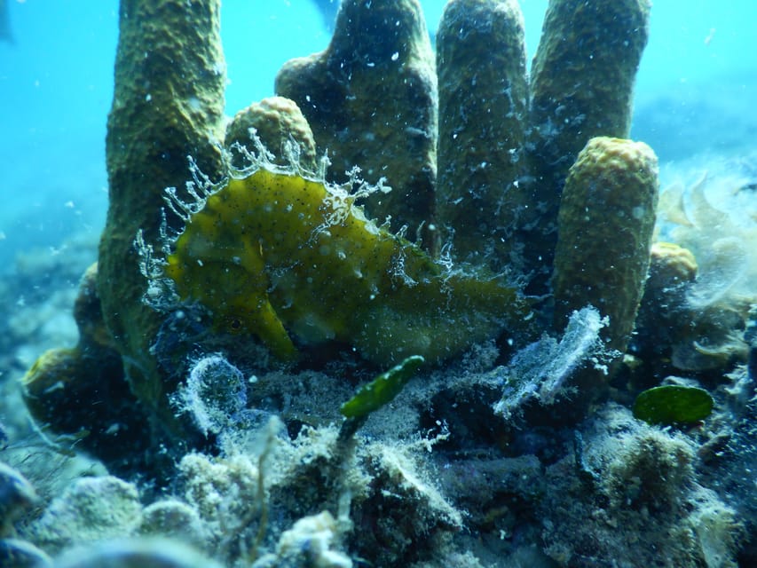Pula: Private Introduction to Scuba Diving - What the instructors do well