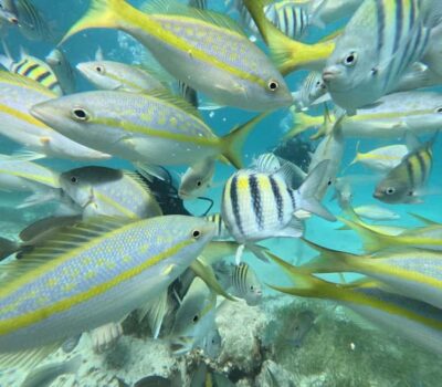 Punta Cana: Discover Scuba Diving Experience for Beginners