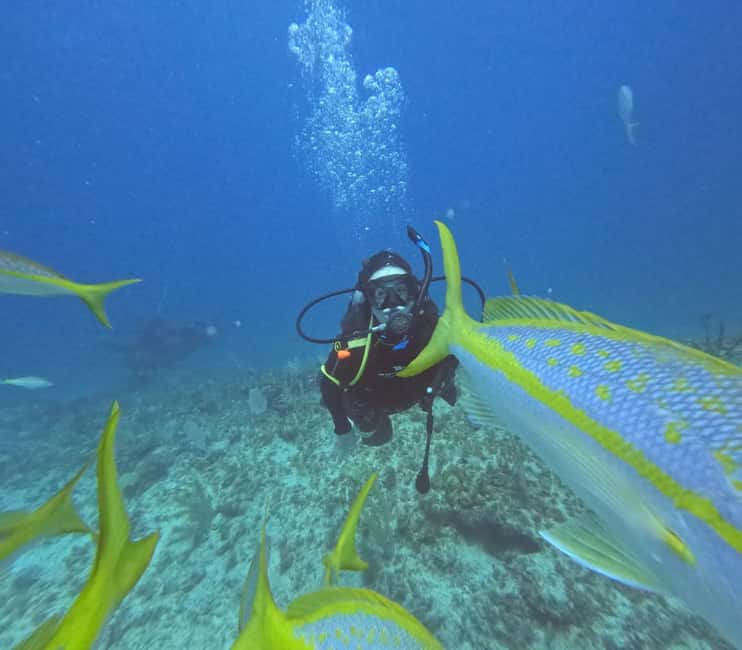 Punta Cana: Discover Scuba Diving Experience for Beginners - Who will enjoy this, and who should skip it