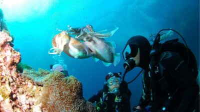 Punta Cana: Dive the Coral Paradise of Catalina Island