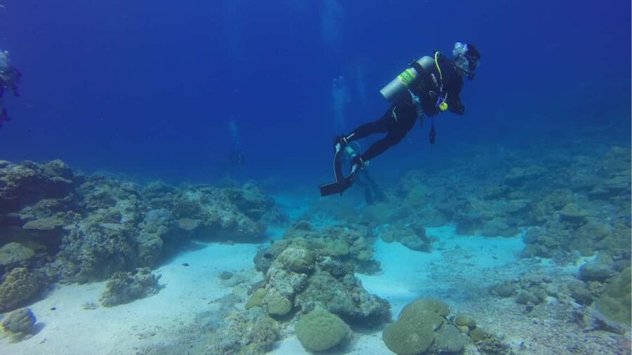 Punta Cana: Dive the Coral Paradise of Catalina Island - Who will get the most from this Catalina trip