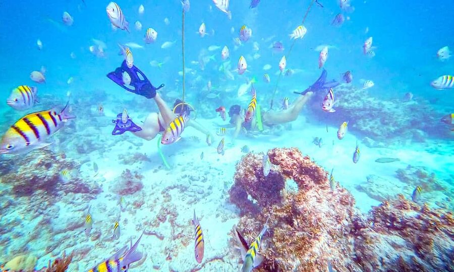 Punta Cana: Guided Power Dive Adventure - Exploring the Bavaro Barrier Reef
