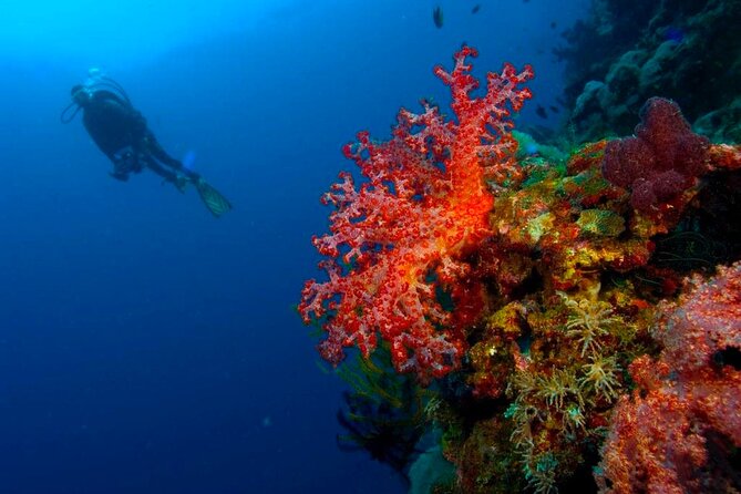 Punta Cana: Reef Diving Adventure Explore Underwater Wonders - Getting comfortable with SCUBA equipment