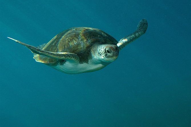 RECREATIONAL DIVE (certified divers only) : Explore Canarian Sealife - Choosing from more than 15 Tenerife sites