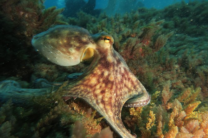RECREATIONAL DIVE (certified divers only) : Explore Canarian Sealife - Marine life around Las Galletas