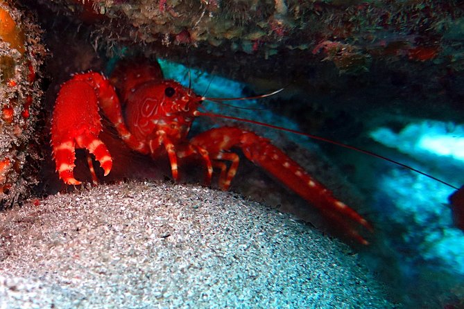 RECREATIONAL DIVE (certified divers only) : Explore Canarian Sealife - A small group makes a real difference