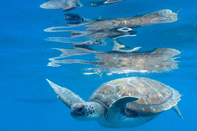 RECREATIONAL DIVE (certified divers only) : Explore Canarian Sealife - Equipment, coffee, and the value of $114.93