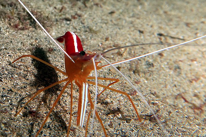 RECREATIONAL DIVE (certified divers only) : Explore Canarian Sealife - Who will get the most from this outing