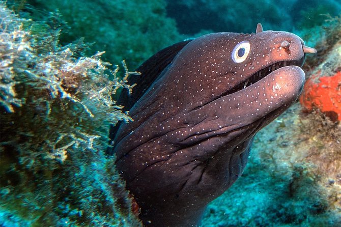 RECREATIONAL DIVE (certified divers only) : Explore Canarian Sealife - What the three-hour outing looks like
