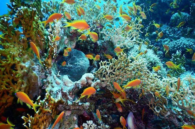 Red Sea Diving Trip from Hurghada: Beginner to Advanced Divers - Key points at a glance