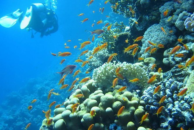 Red Sea Diving Trip from Hurghada: Beginner to Advanced Divers - The instructors make the difference