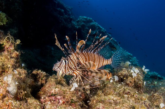 Research diving with a Marine Biologist in Crete - A working day beneath the surface