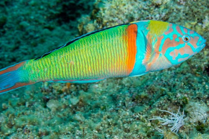 Research diving with a Marine Biologist in Crete - What the citizen-science work really involves