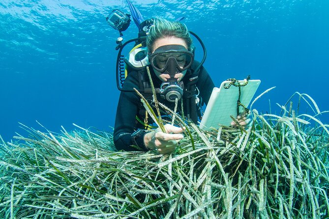 Research diving with a Marine Biologist in Crete - Equipment, photos, and what the price covers