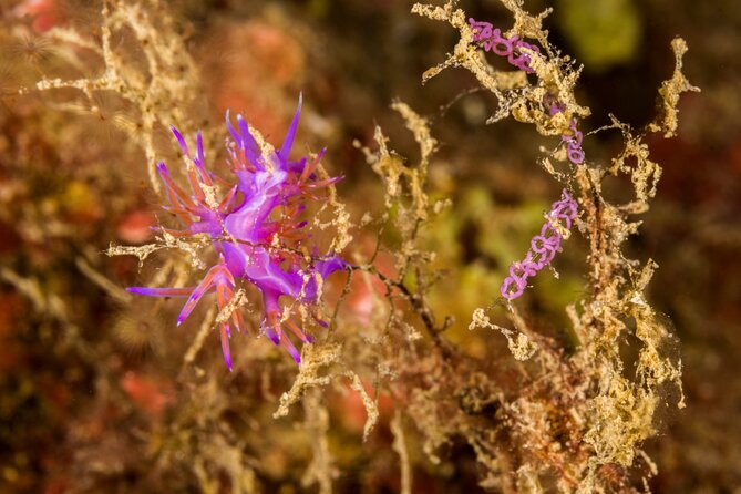 Research diving with a Marine Biologist in Crete - Who will enjoy this most