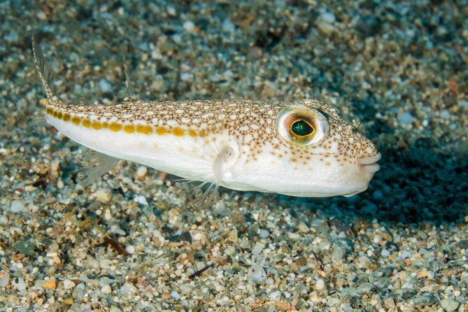 Research diving with a Marine Biologist in Crete - Timing, meeting point, and cancellation