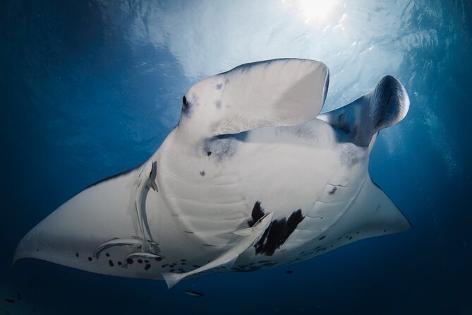Romantic dive in the lagoon of Bora Bora. Private instructor on a shared boat - Health, timing, and practical restrictions