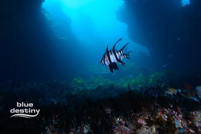 Rottnest Island Boat Dive Day Trip including Lunch - What the two boat descents are like